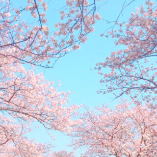 桜、花見、転職、就職、卒業、入社